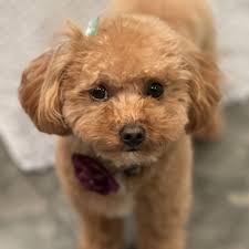 TOP 10 BEST Self Service Dog Wash near Marina del Rey, CA 90292