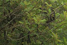 Image result for Ceratonia siliqua