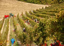 Image result for Wiesneria