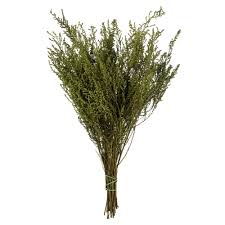 Image result for Stoebe