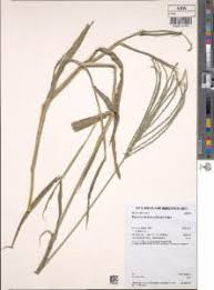 Image result for Digitaria milanjiana