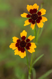 Image result for Centemopsis