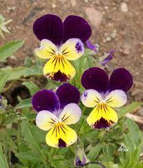 Helen Mount 30 Seeds Viola Johnny Jump Up Viola Etsy Pansies Flowers Johnny Jump Up Flowers Johnny Jump Up