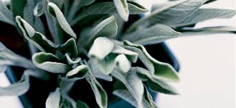 Learn how to pronounce sage in english by listening free audio recording. Sage Fatima Recipes