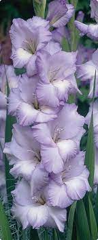 Airbrush Dvds Classes Videos Learn To Airbrush Techniques Howto Beautiful Flowers Bulb Flowers Flowers