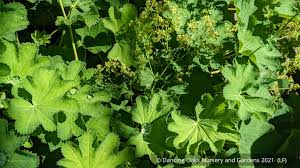 Image result for Alchemilla kiwuensis