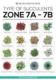 We did not find results for: Succulents Zone 7 8 Texas Georgia Virginia North Carolina Succulents Box