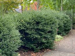 Image result for Hippocratea crenata