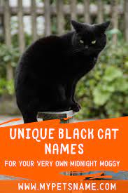 Unique Black Cat Names Cute Cat Names Cat Names Girl Cat Names