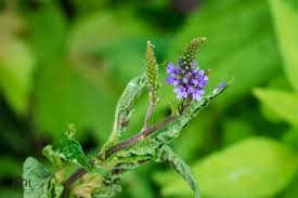 Image result for Verbenaceae