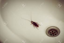 Removing cockroaches from your kitchen sink and your entire home is possible if you follow this guide below. Cockroaches In The Sink Stock Photo Picture And Royalty Free Image Image 103223247