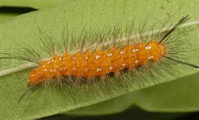 Black And White Striped Caterpillar With Orange Dots Spotted Oleander Caterpillar Empyreuma Affinis Rothschild