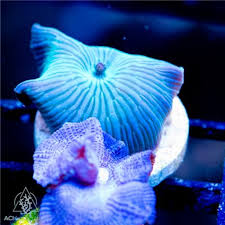 Image result for Dicoma arenaria