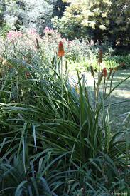 Image result for Grewia praecox