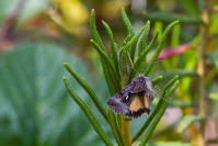 Image result for Syngrapha microgamma