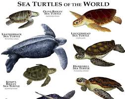 Pin On Turtle