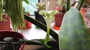 How to grow the parachute plant. Ceropegia Sandersonii The Parachute Plant In Beautiful Flower Youtube