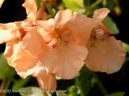 Image result for Diascia
