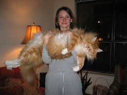 Colour gallery, fifes ems color codes spellbounds maine coon cats, breed profile the maine coon, maine coon cats cat breed american forest cat american, 5 reasons why your maine coon is so small purr craze. Information About Maine Coon Kittens Cats And The Maine Coon Breed