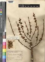 Image result for Paropsia