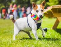 Woofstock 2026