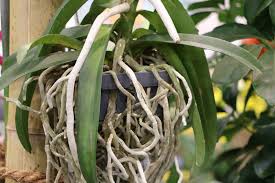 Der zeitpunkt ist entscheidend für die weitere entwicklung der pflanze. Orchideen Umtopfen Wann Welches Substrat Und Wie Wir Klaren Auf