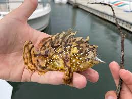 Image result for Dicoma arenaria