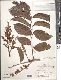 Image result for Sorindeia katangensis