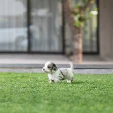 Teacup pups was founded in 1984 by an animal lover and dog trainer. Daxel Teacup Doxie