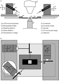 Copper is the third most widely used metal in the world. A Cell Free System Of Drosophila Egg Explants Supporting Native Mitotic Cycles Sciencedirect