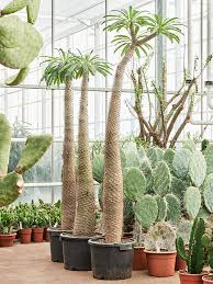 Image result for Pachycarpus eximius