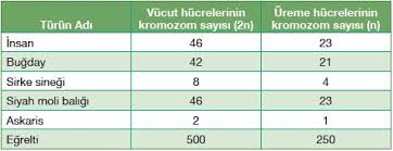 Hucre Dongusu Nedir Interfaz Mitotik Evre Canli Bilimi Biyoloji