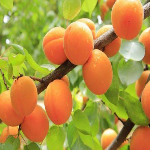 نهال زردآلو تیلتون