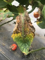 Check spelling or type a new query. Vegetable Solanaceous Septoria Leaf Spot Umass Center For Agriculture Food And The Environment