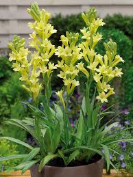 Image result for Polianthes tuberosa