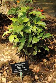 Image result for Justicia anagalloides