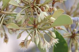 Image result for Manilkara kauki