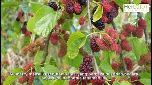 Maybe you would like to learn more about one of these? Daun Mulberry Episod 23 01 Khasiat Daun Mulberry Yang Sangat Dasyat Youtube