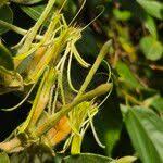 Image result for Erianthemum dregei