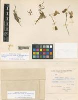 Image result for Oxalis anthelmintica