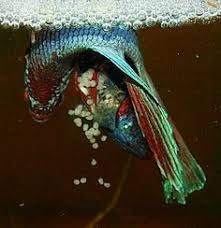 How to selectively breed betta fish. Betta Fish Breeding Step 3 Spawning Top Quality Betta Fish For Sale