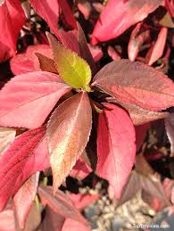 Image result for Acalypha paucifolia