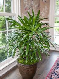 Fast growing flowers in the philippines. Low Maintenance Outdoor Plants That Are Good For Beginners