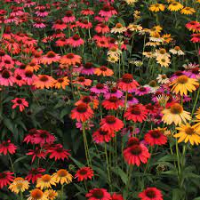 Check out our orange cone flower selection for the very best in unique or custom, handmade pieces from our shops. Cottage Farms Direct Perennials Cheyenne Spirit Coneflower 3pc