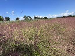 Image result for Eragrostis volkensii