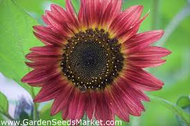 Bunga merah tua dan juga cokelat kemerahan tak jarang ditemukan di batang besar yang dapat. Bunga Matahari Hias Red Sun Merah Anggur Dengan Pusat Hitam 80 Biji Helianthus Annuus Garden Seeds Market Bebas Biaya Kirim