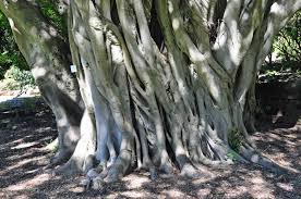 Image result for Ficus craterostoma
