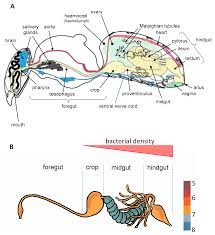 Image result for Buchnera candida