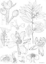 Image result for Psychotria mildbraedii