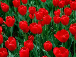 Tulips are a wonderful fresh spring flower and make a glamorous addition to diy flower bouquets tulips. Google Image Of Beautiful Beautiful Red Tulips Red Perennials Red Flower Wallpaper Red Tulips